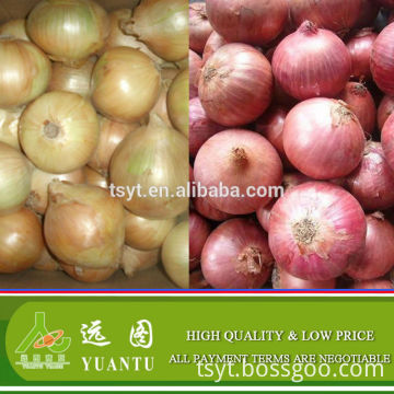 fresh onion asian fresh vegetables and fruits
